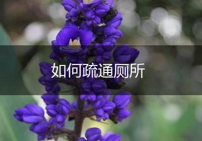 如何疏通厕所