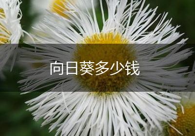 向日葵多少钱