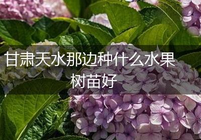 甘肃天水那边种什么水果树苗好