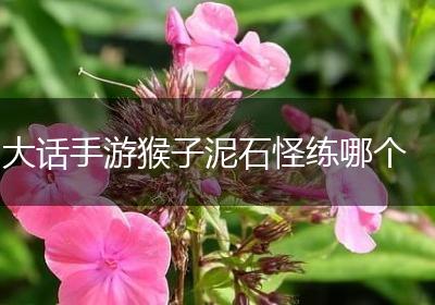 大话手游猴子泥石怪练哪个