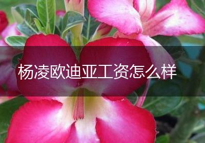 杨凌欧迪亚工资怎么样