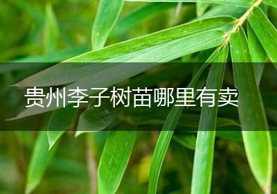 贵州李子树苗哪里有卖