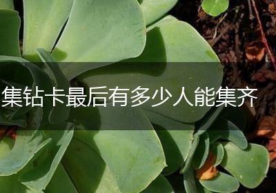集钻卡最后有多少人能集齐