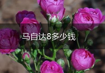 马自达8多少钱