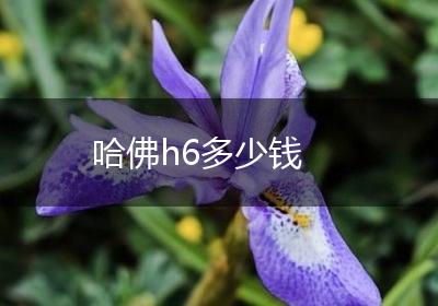 哈佛h6多少钱