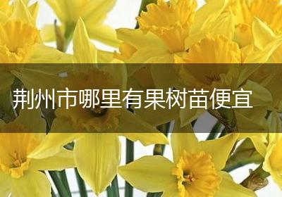 荆州市哪里有果树苗便宜