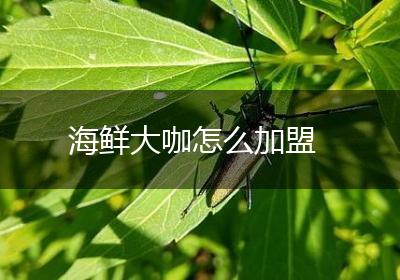 海鲜大咖怎么加盟