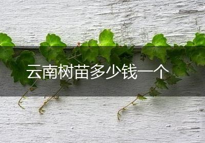 云南树苗多少钱一个