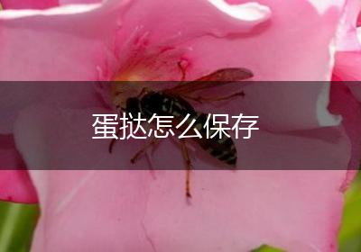 蛋挞怎么保存
