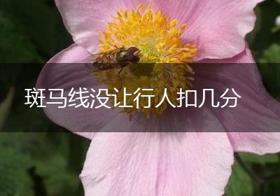 斑马线没让行人扣几分