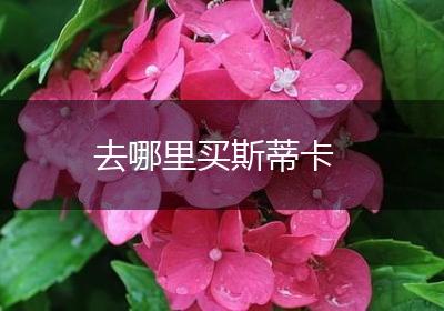 去哪里买斯蒂卡