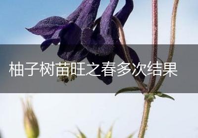 柚子树苗旺之春多次结果