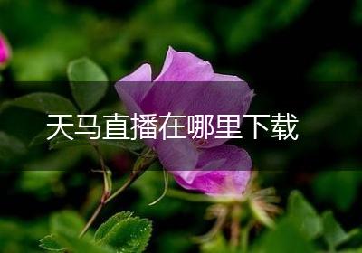 天马直播在哪里下载