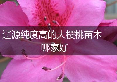 辽源纯度高的大樱桃苗木哪家好