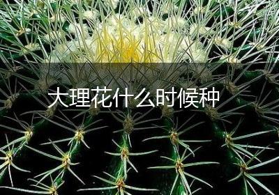 大理花什么时候种