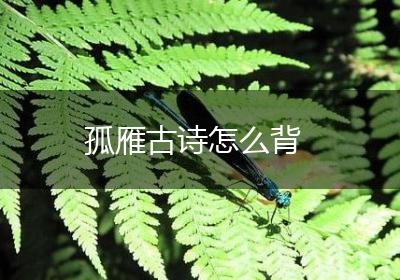 孤雁古诗怎么背