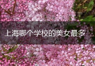 上海哪个学校的美女最多