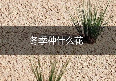 冬季种什么花