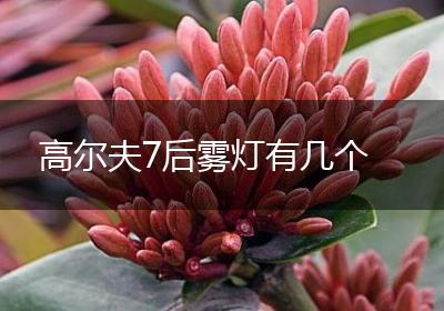 高尔夫7后雾灯有几个