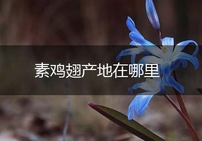 素鸡翅产地在哪里