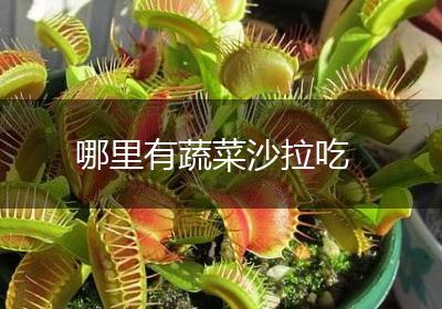 哪里有蔬菜沙拉吃