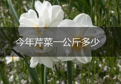 今年芹菜一公斤多少