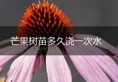 芒果树苗多久浇一次水