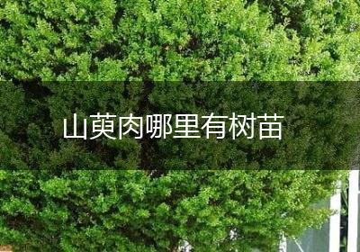 山萸肉哪里有树苗