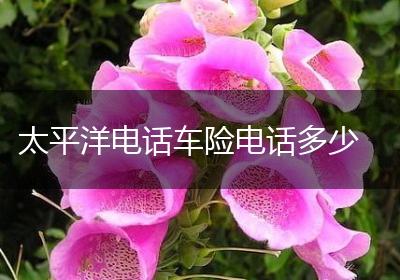 太平洋电话车险电话多少