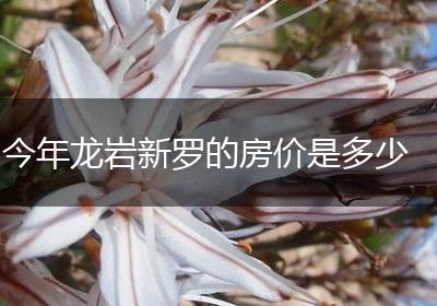 今年龙岩新罗的房价是多少