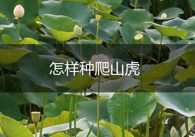 怎样种爬山虎