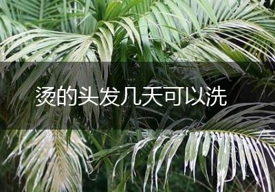 烫的头发几天可以洗