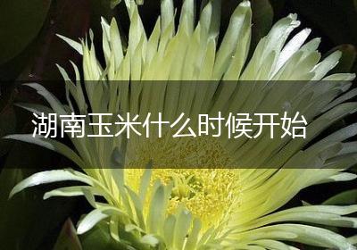 湖南玉米什么时候开始