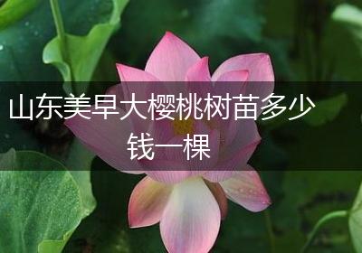 山东美早大樱桃树苗多少钱一棵