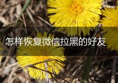 怎样恢复微信拉黑的好友