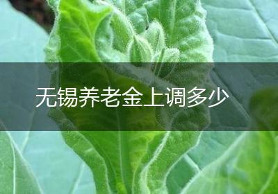 无锡养老金上调多少