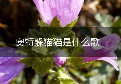 奥特躲猫猫是什么歌