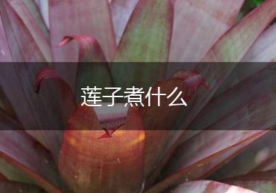 莲子煮什么