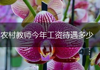农村教师今年工资待遇多少