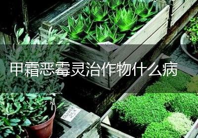 甲霜恶霉灵治作物什么病
