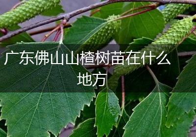 广东佛山山楂树苗在什么地方