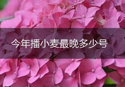 今年播小麦最晚多少号