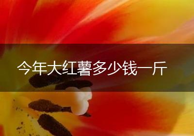 今年大红薯多少钱一斤