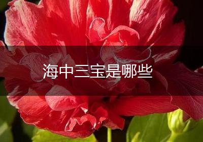 海中三宝是哪些