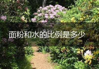 面粉和水的比例是多少