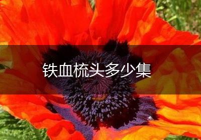 铁血梳头多少集