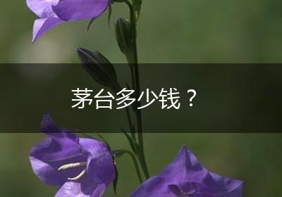 茅台多少钱？