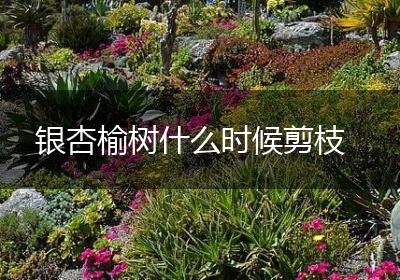 银杏榆树什么时候剪枝