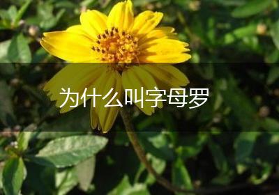 为什么叫字母罗