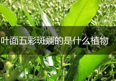 叶面五彩斑斓的是什么植物